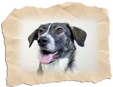 Farbtherapie für Hunde