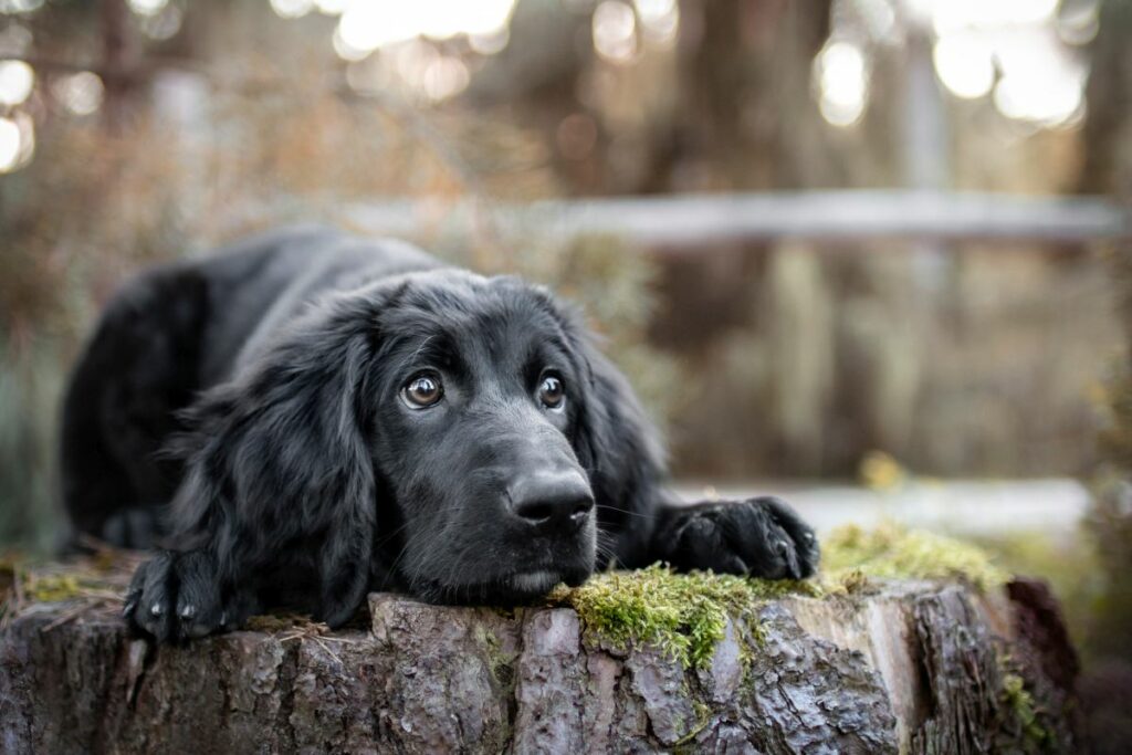 hovawart hund4