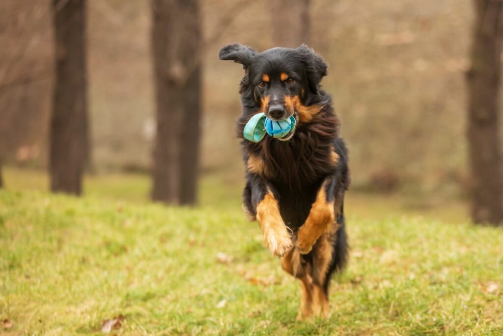 hovawart hund5