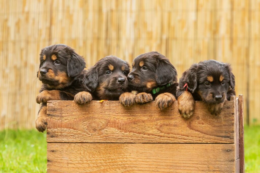 hovawart hund6