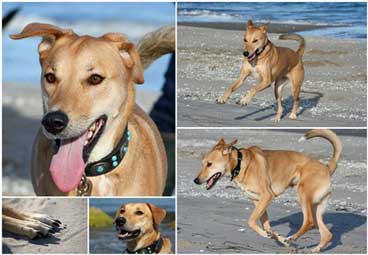 Hund am Meer