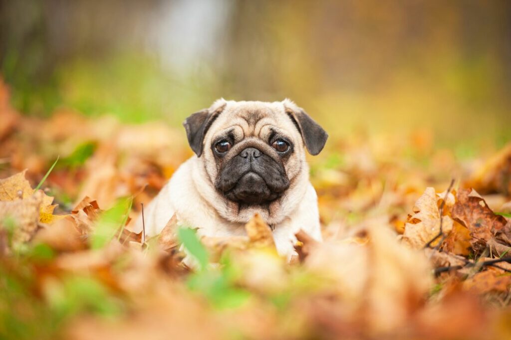 hund mops