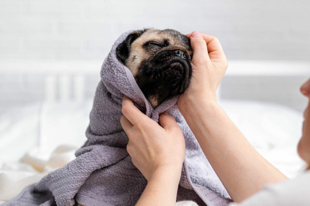 mops-rasseportrait-zu-alter-charakter-haltung-pflege
