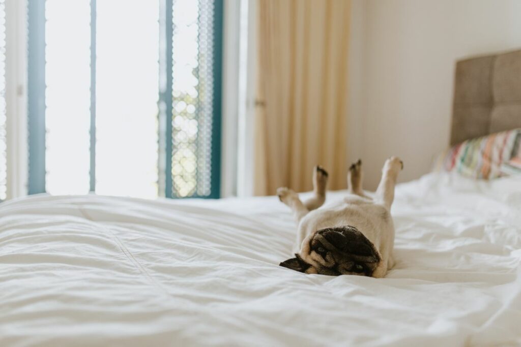 hund mops