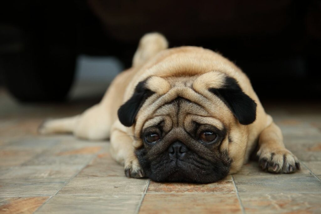 hund schnupfen