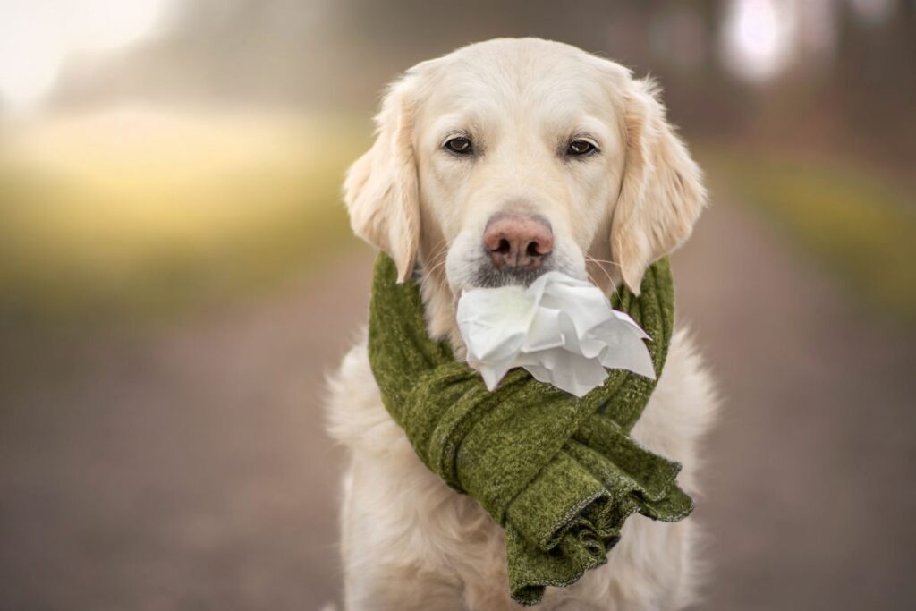 hund schnupfen1