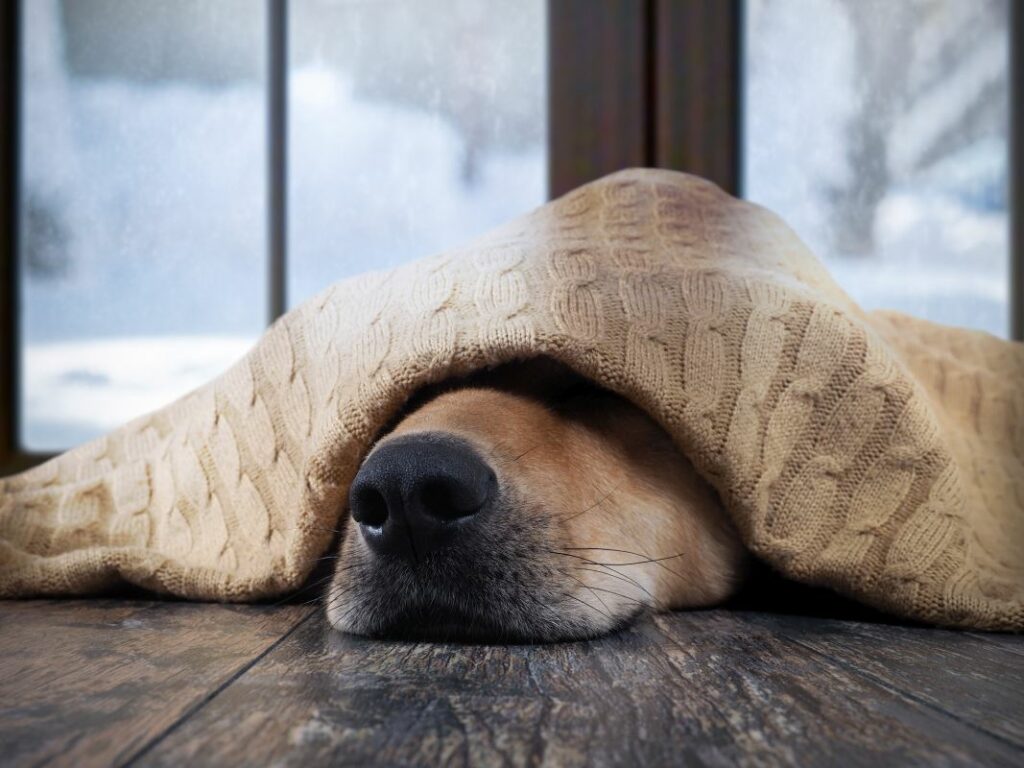 hund schnupfen2