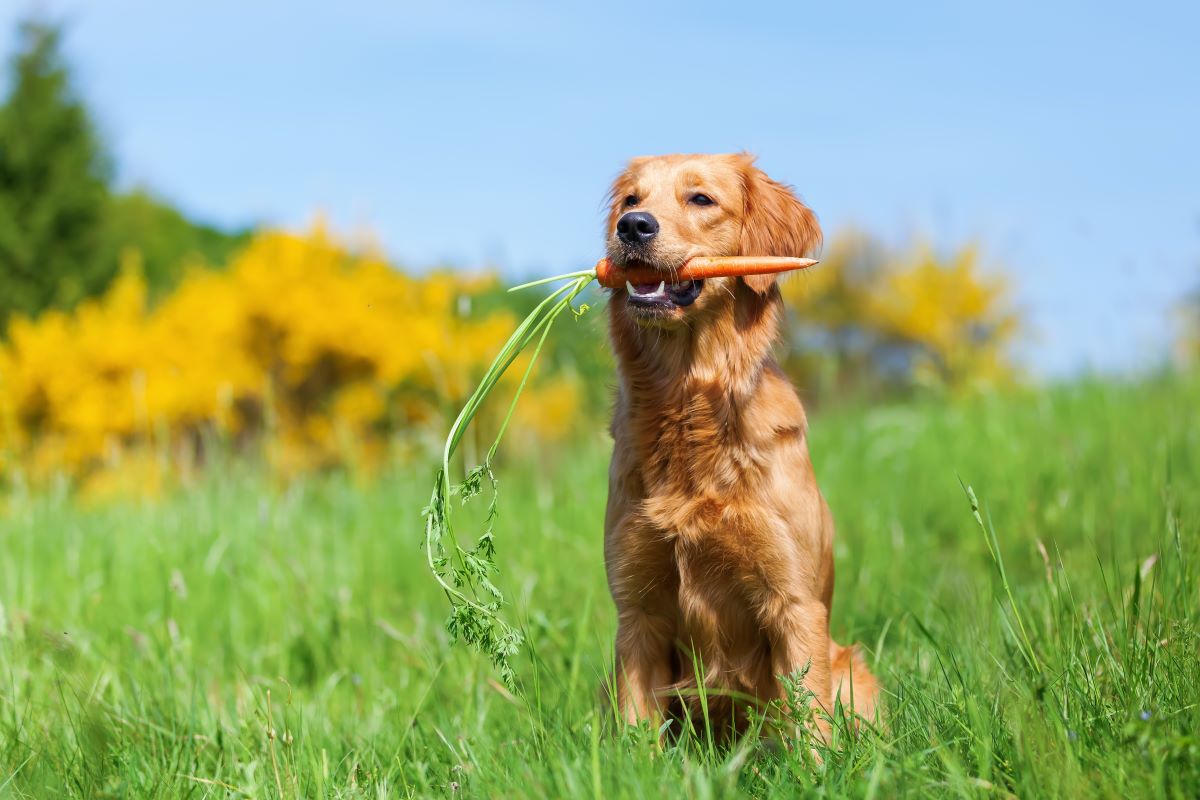 hunde möhren