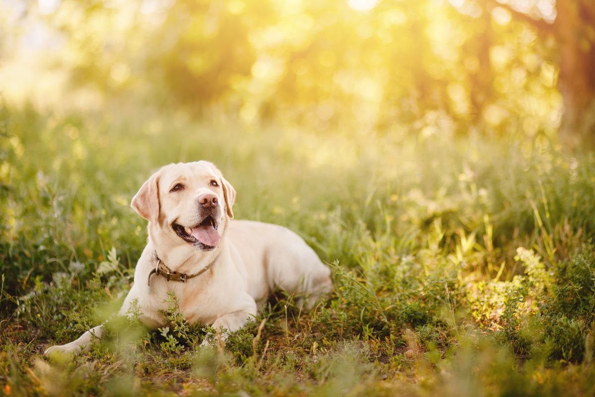 hunde ohne jagdtrieb