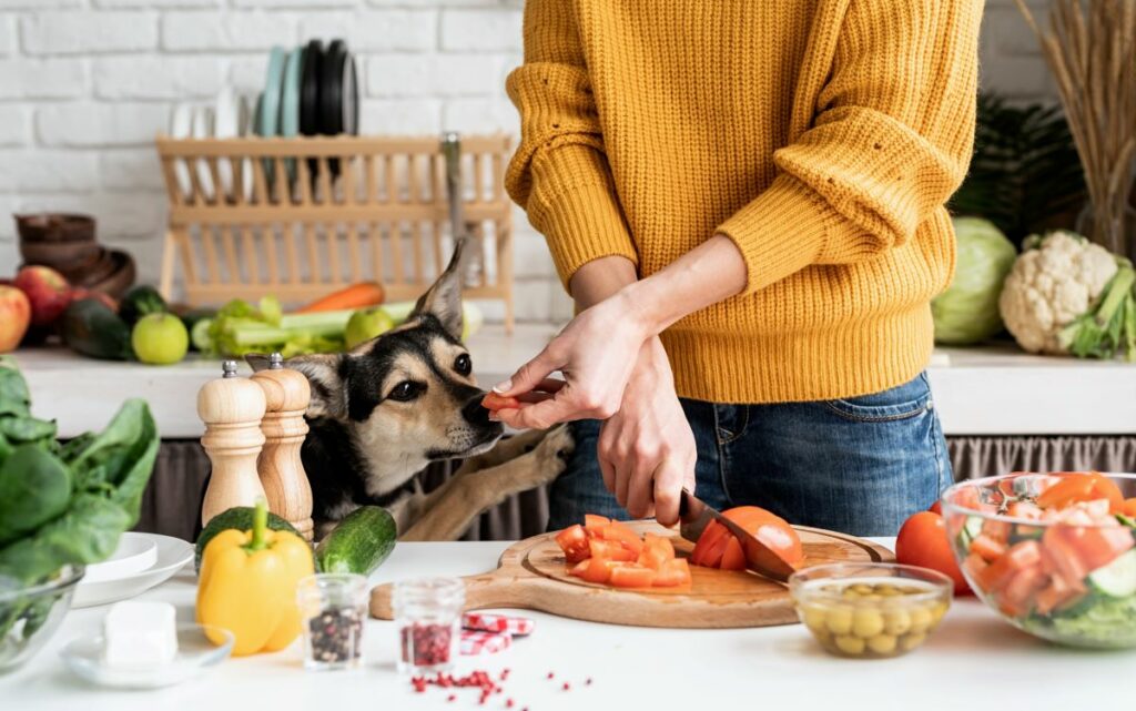 hunde tomaten essen