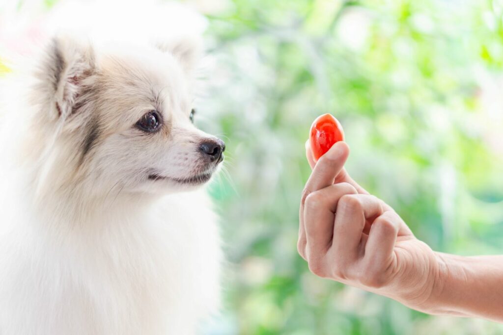hunde tomaten essen 2