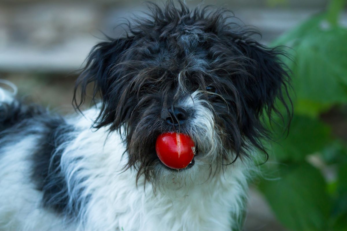 hunde tomaten essen 3