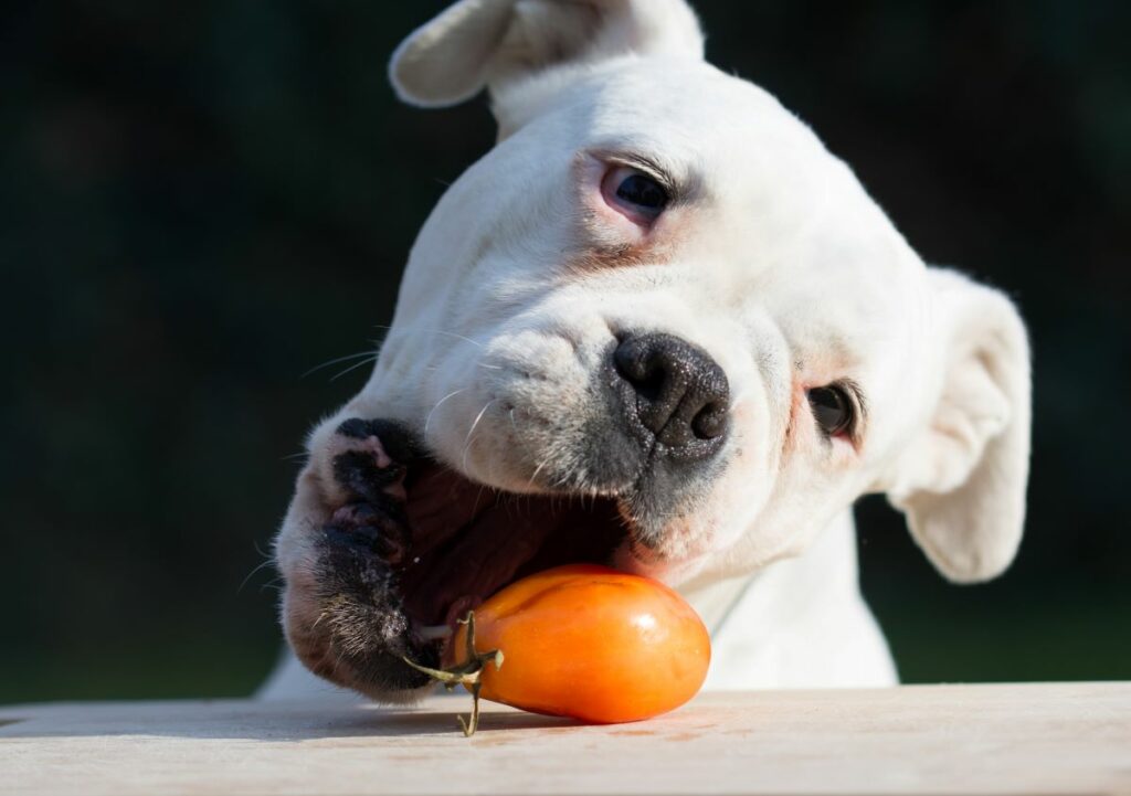 hunde tomaten essen 4