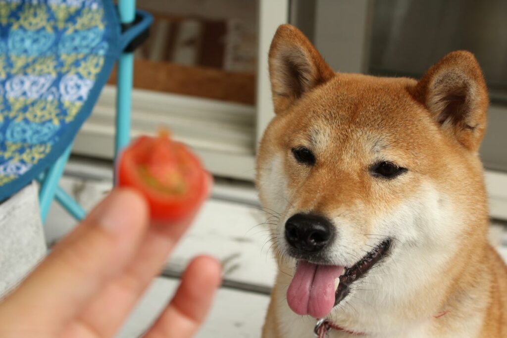 hunde tomaten essen 5