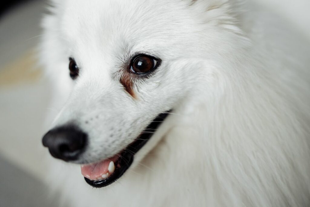 Hunde tränende Augen