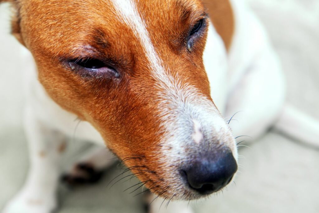 Hunde tränende Augen