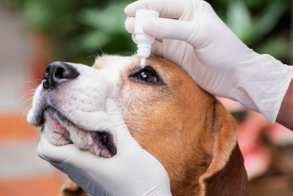 Hunde tränende Augen