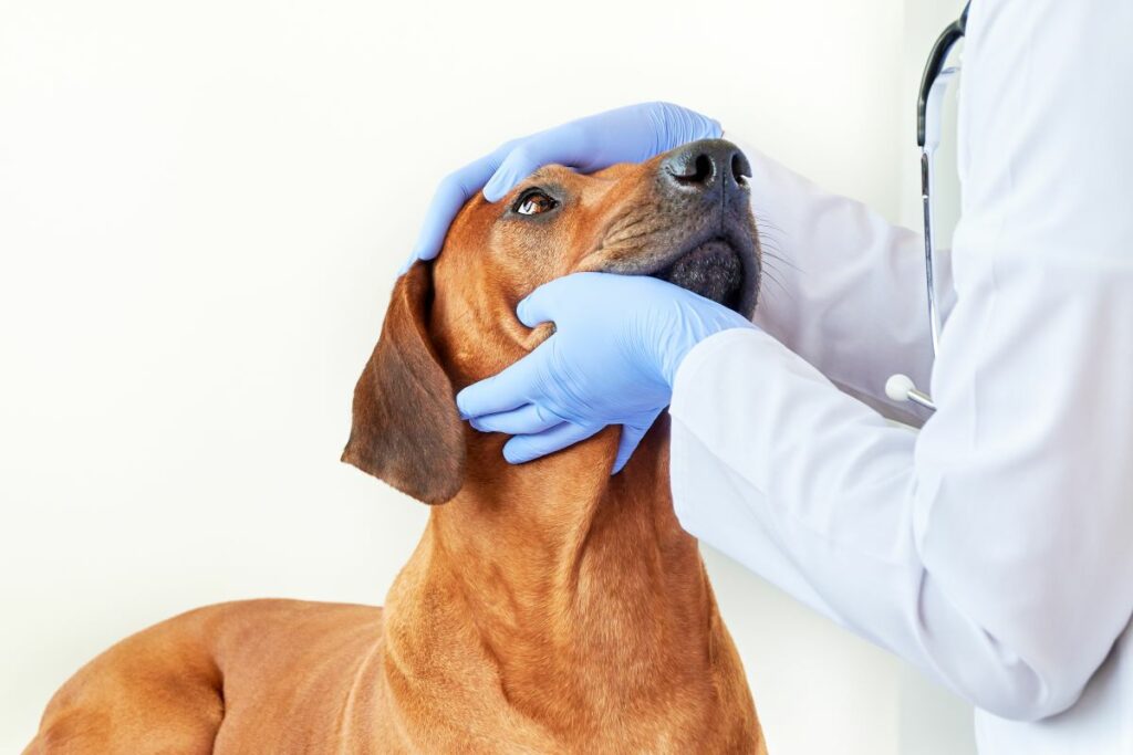 Hunde tränende Augen