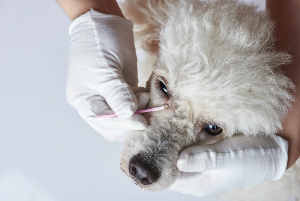 Hunde tränende Augen