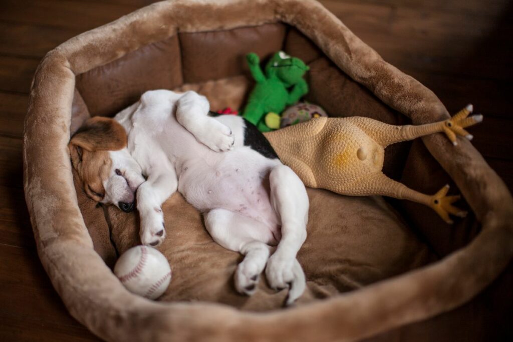 hundebett