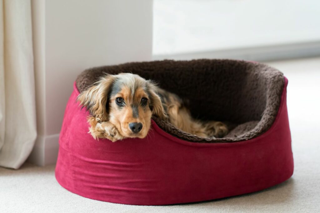 hundebett