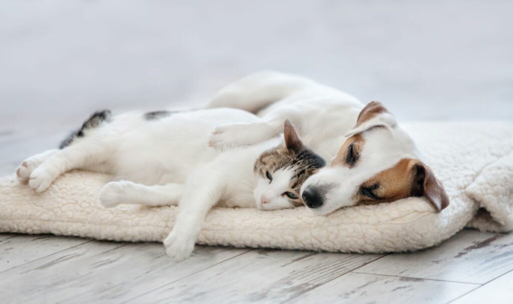hundebett
