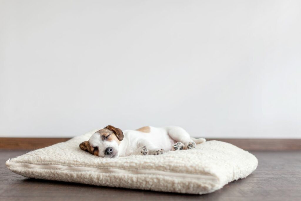 hundebett