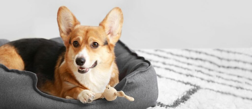 hundebett