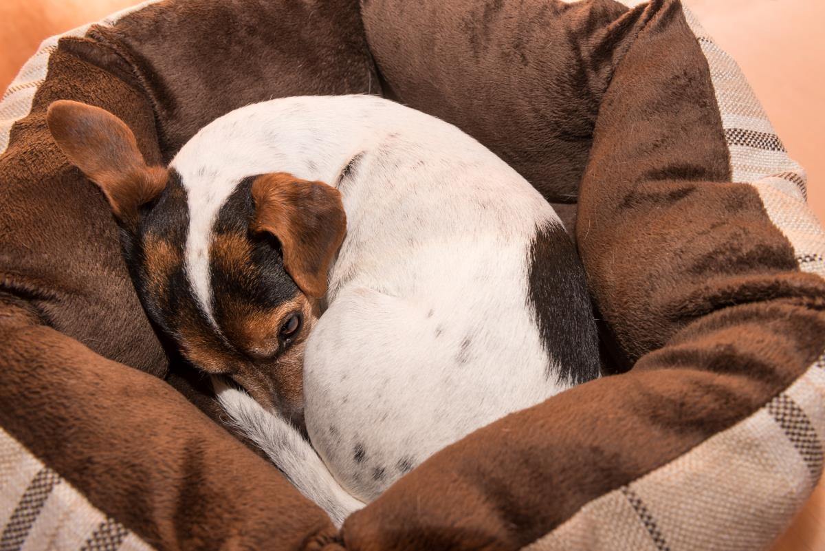 hundekoerbchen 1