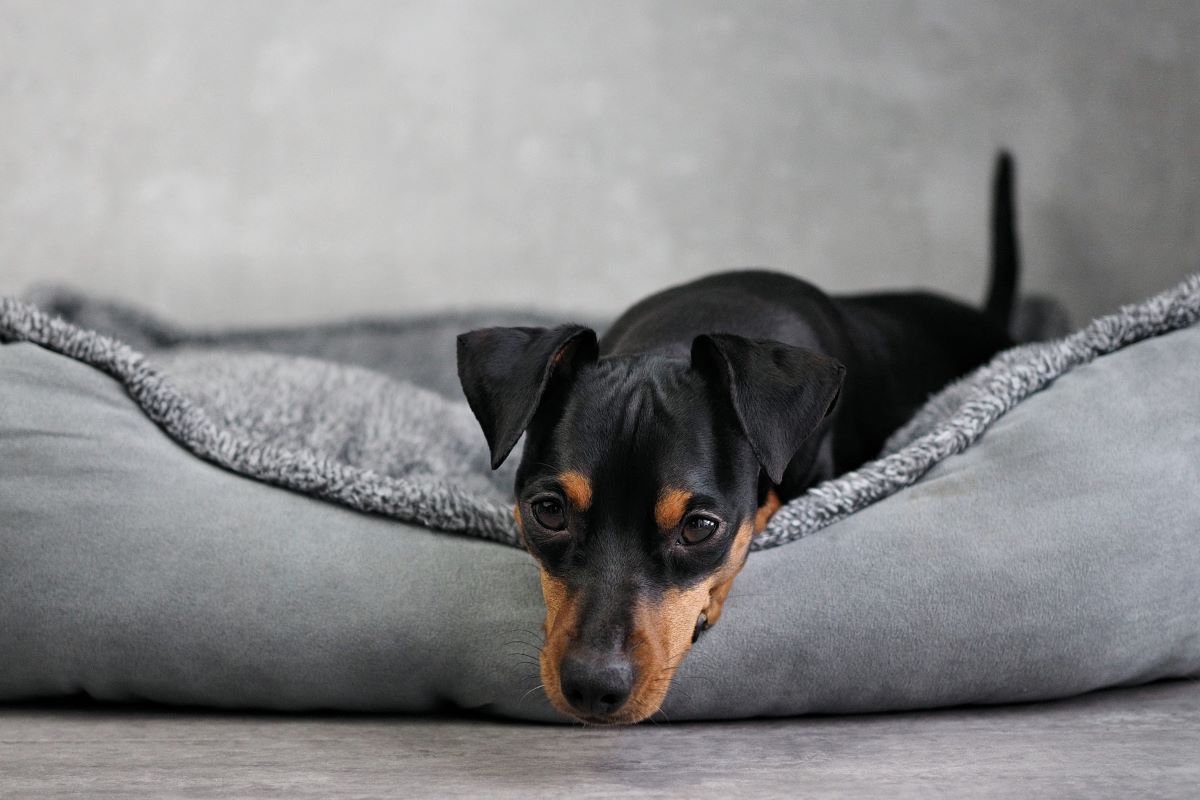 hundekoerbchen 2