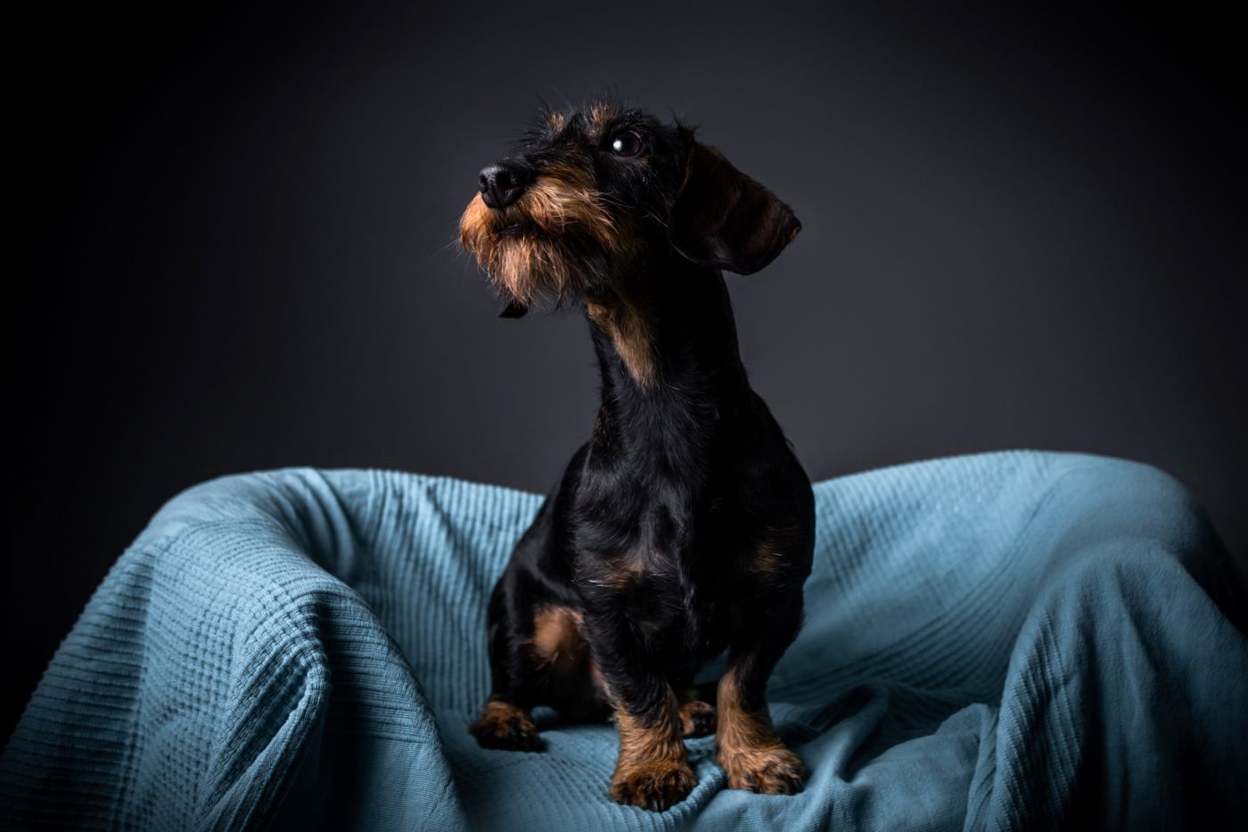 hundekoerbchen 3