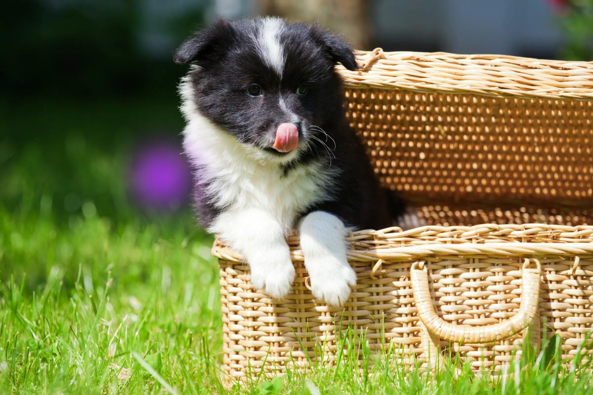 hundekoerbchen 4