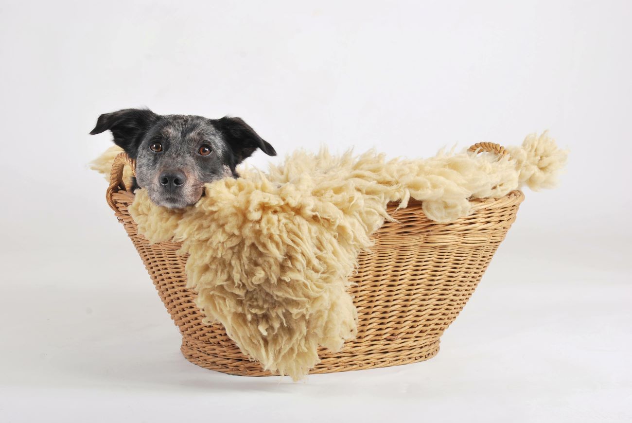 hundekoerbchen 6