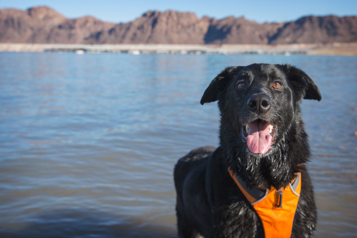 hundenamen 5