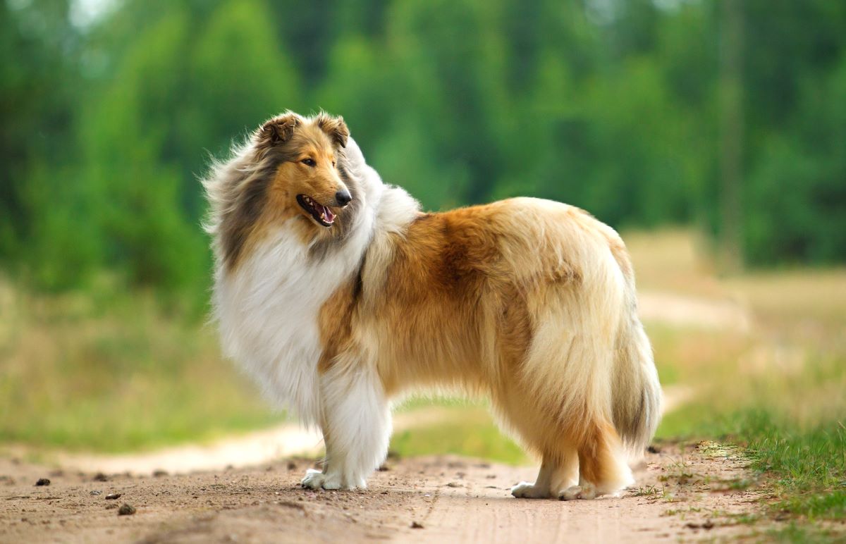 hunderasse lange haare