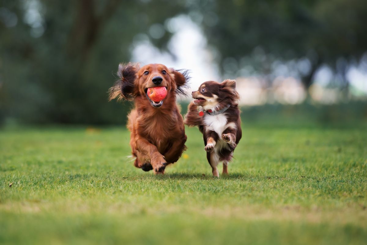 hunderassen kleine hunde