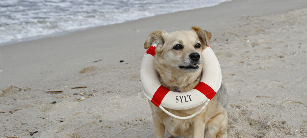 hundestraende sylt erlaubt
