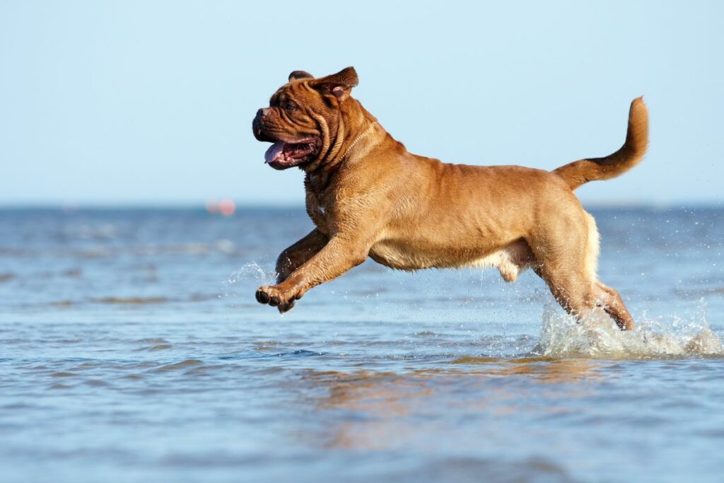 italienische hunde