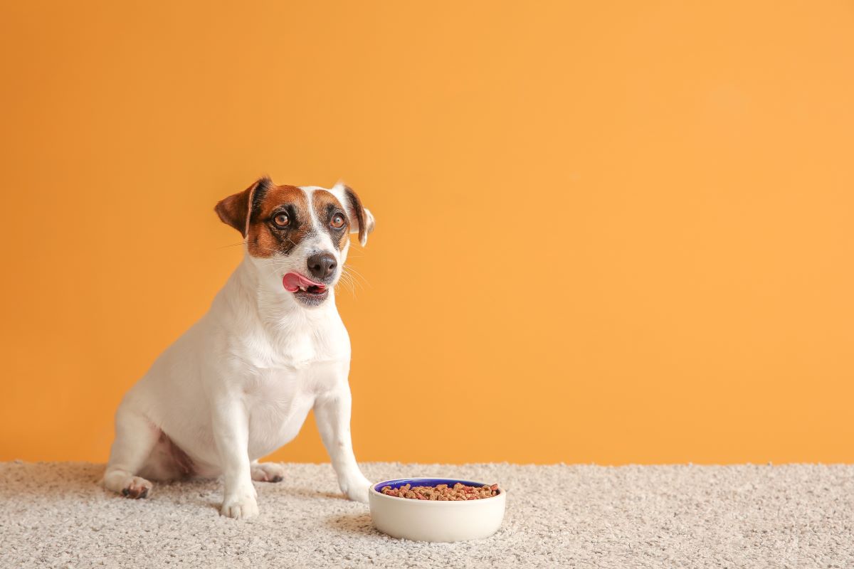 kaltgepresstes hundefutter ohne getreide 1