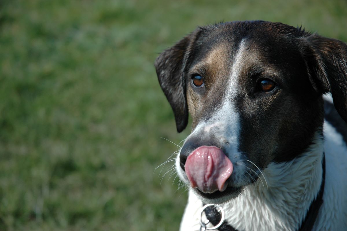 kaltgepresstes hundefutter ohne getreide 2