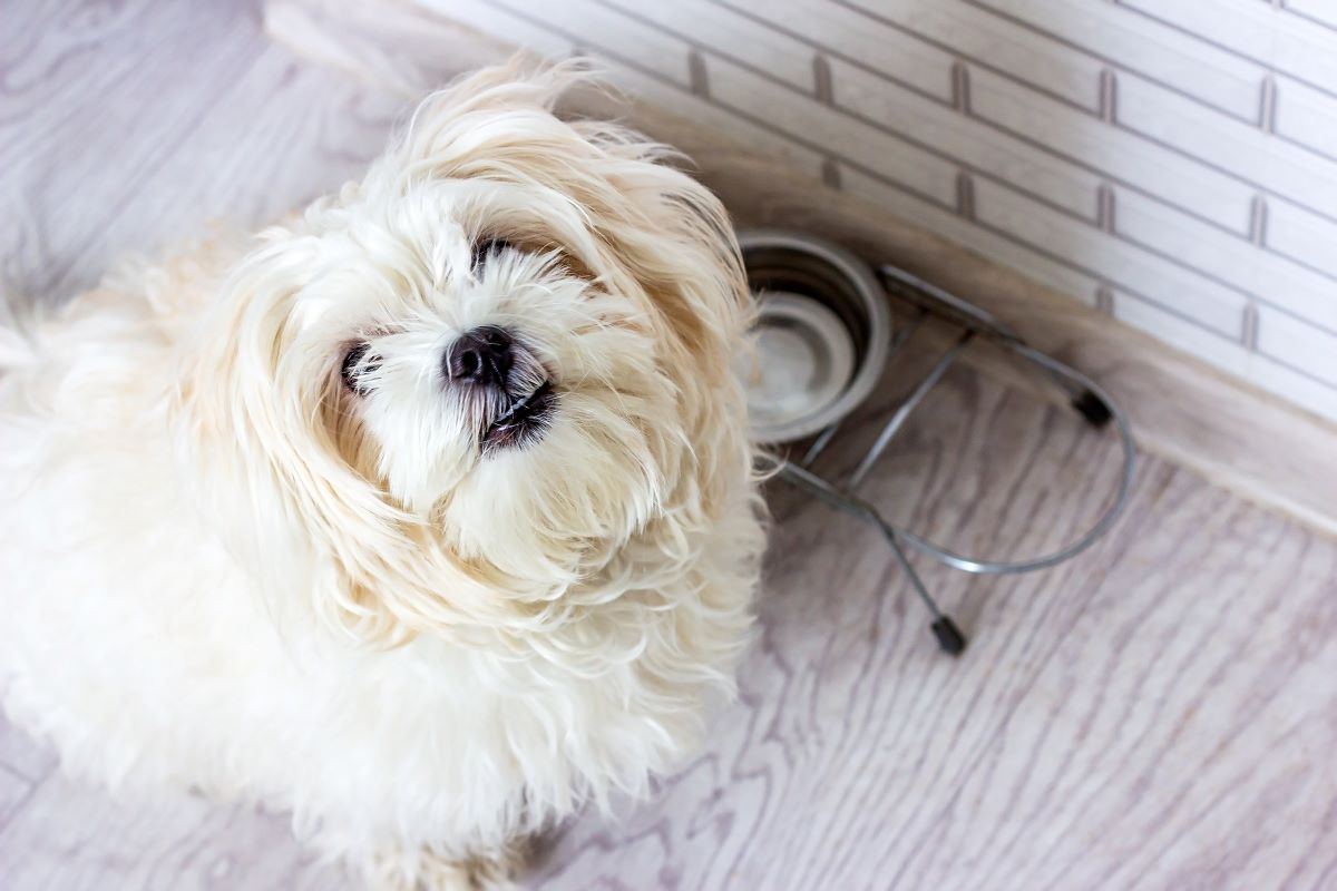 kaltgepresstes hundefutter ohne getreide 3