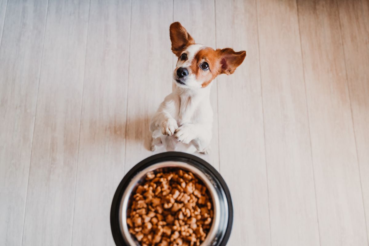 kaltgepresstes hundefutter ohne getreide 5