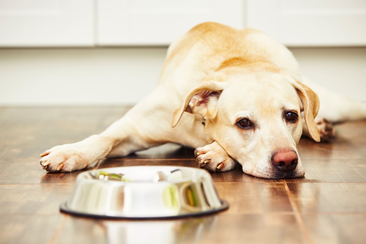 kaltgepresstes hundefutter ohne getreide 6