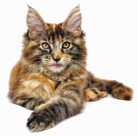 katzen-op-versicherung