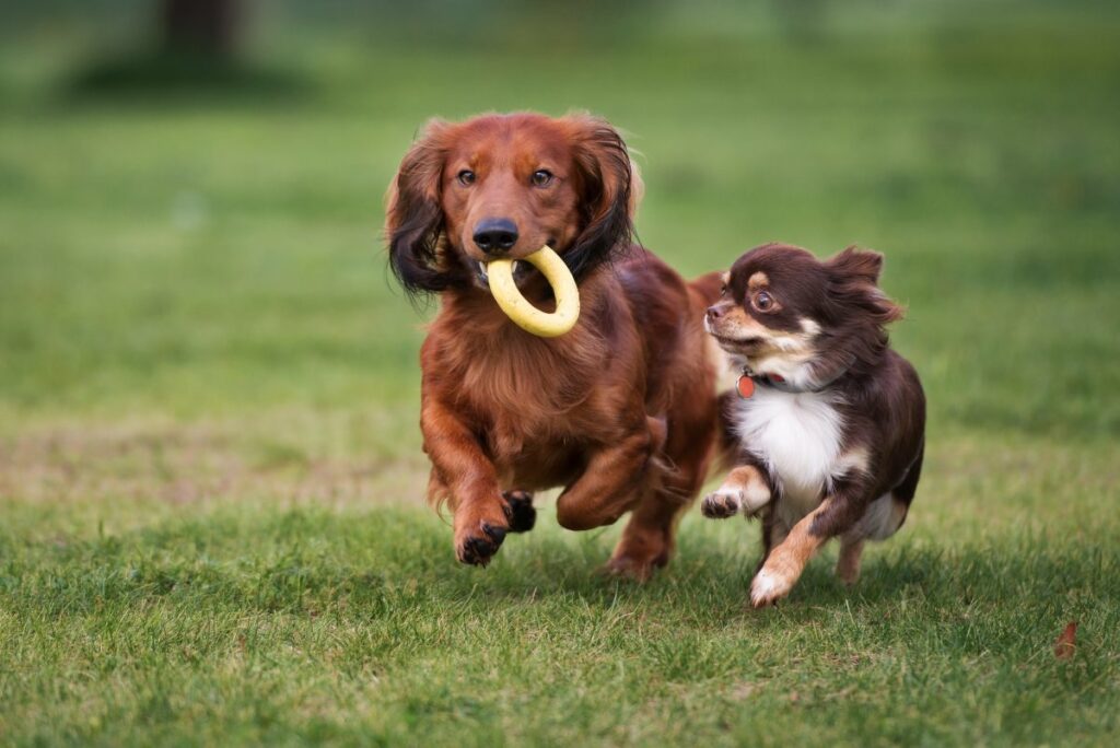 kleine hunde