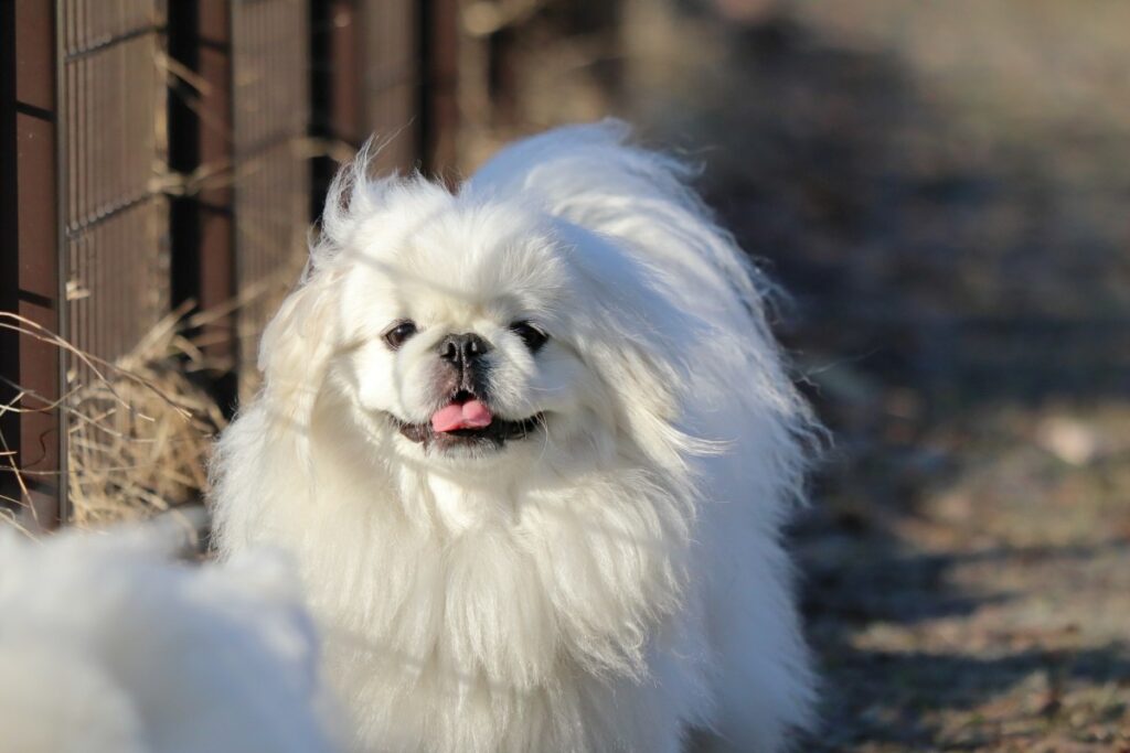 kleine hunde
