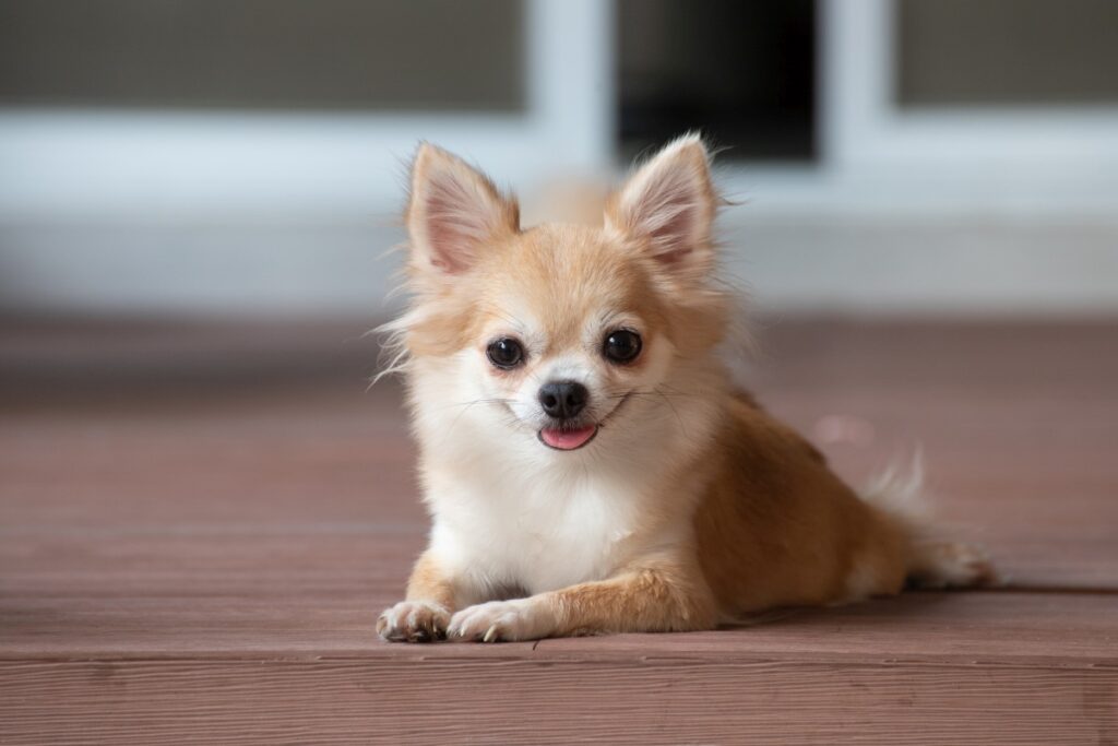 kleine hunde