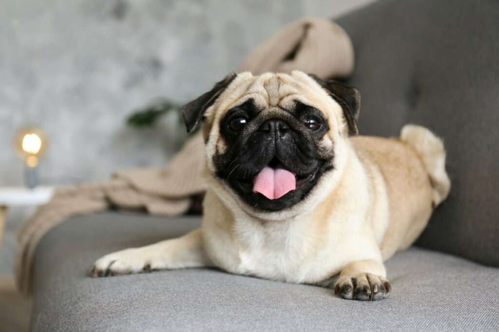 kleine hunde