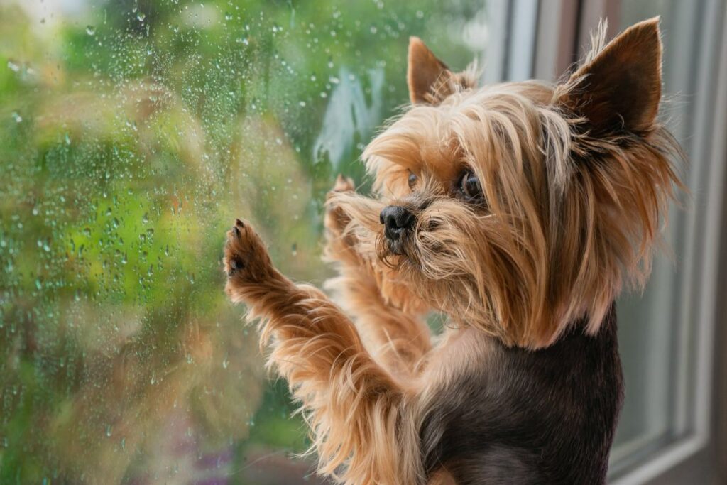 kleine hunde