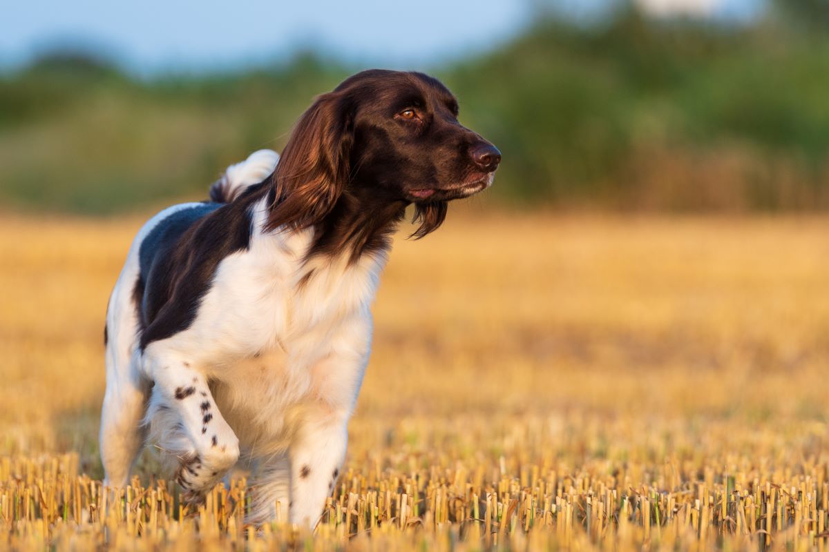 kleiner münsterländer